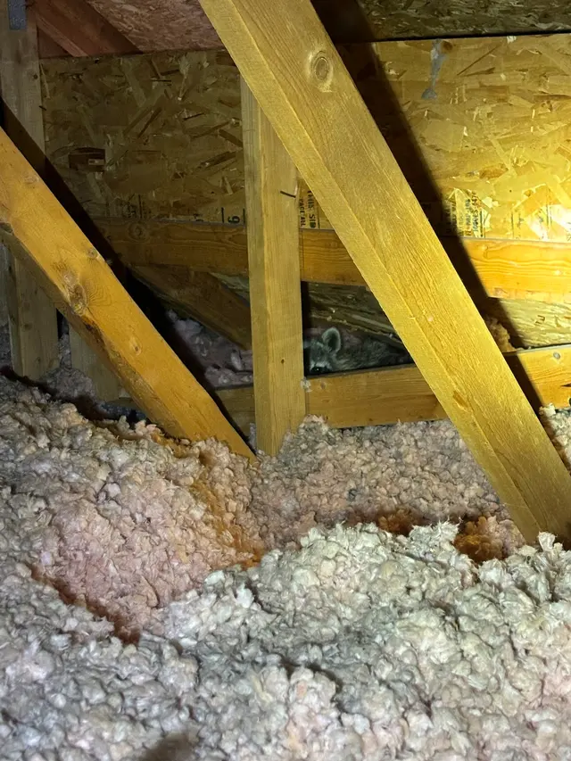 Skedaddle Humane Wildlife Control - Minneapolis — photo from the business 6