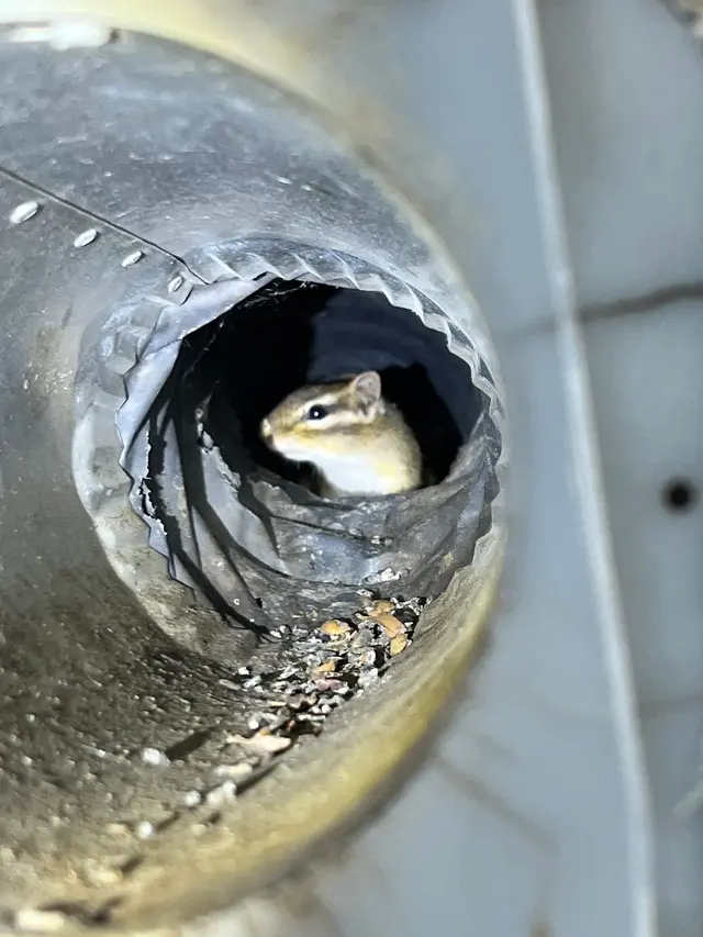 Skedaddle Humane Wildlife Control - Minneapolis — photo from the business 2