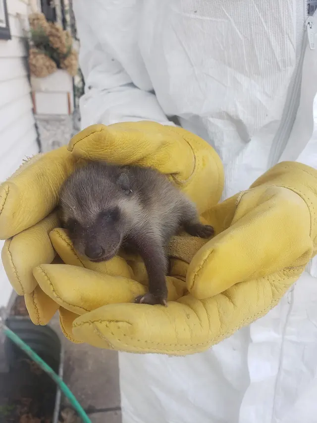 Customer photo of work by Skedaddle Humane Wildlife Control - Minneapolis, from Angela Basara's review