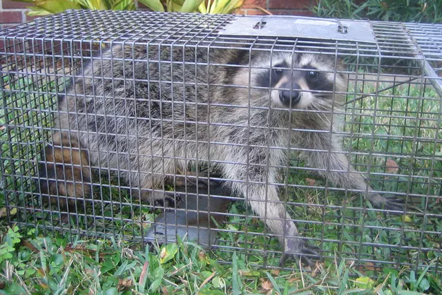 Stellar Wildlife Solutions — photo from the business 9