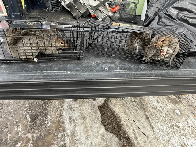 Stellar Wildlife Solutions — photo from the business 8
