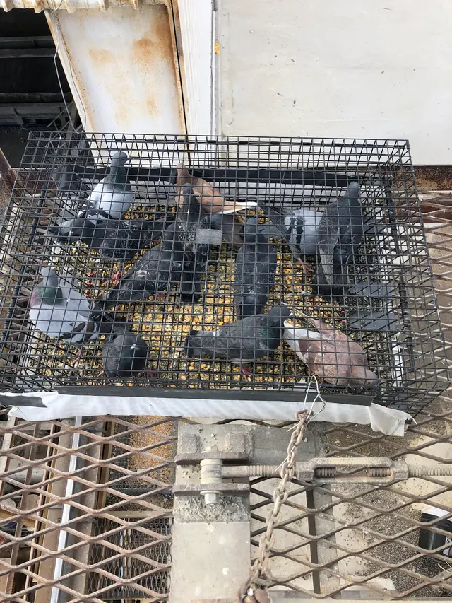 BEAST Wildlife Solutions — photo from the business 2