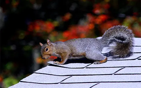 Minnesota Wild Animal Management — photo from the business 1