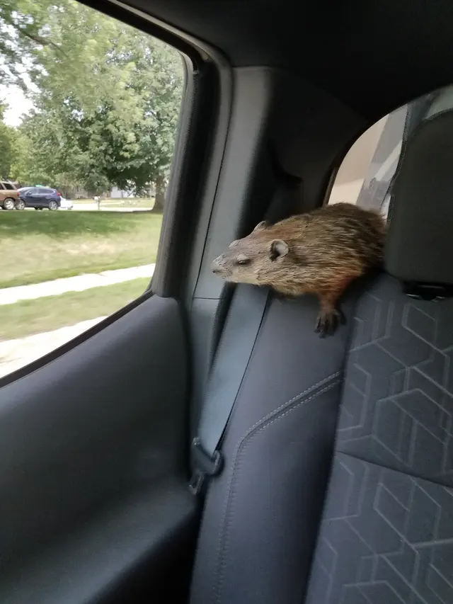 Minnesota Wild Animal Management — photo from the business 6