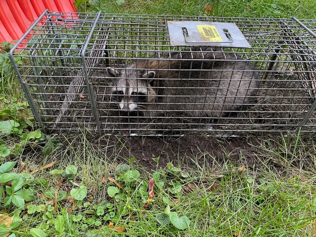 Varment Guard Wildlife Services — customer photo 4
