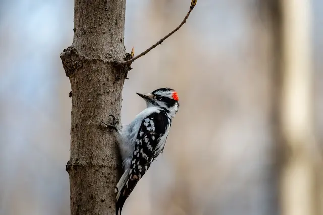 Wildlife Management Services — photo from the business 9