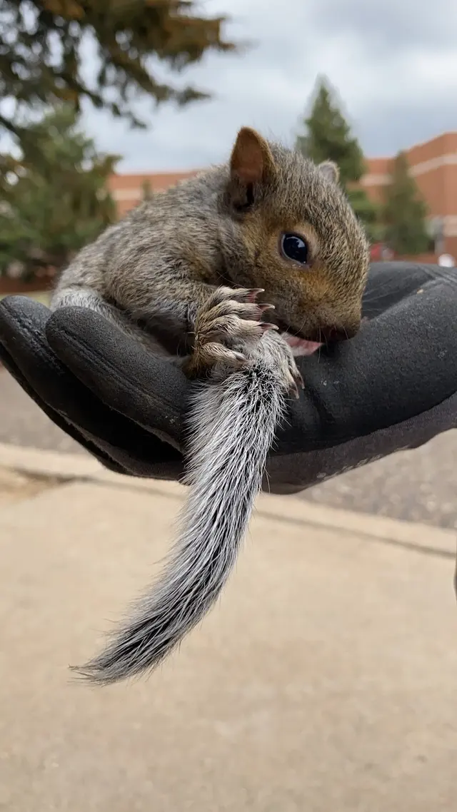 Wildlife Management Services — photo from the business 2