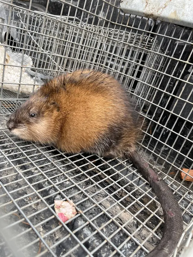 Wildlife Management Services — photo from the business 6