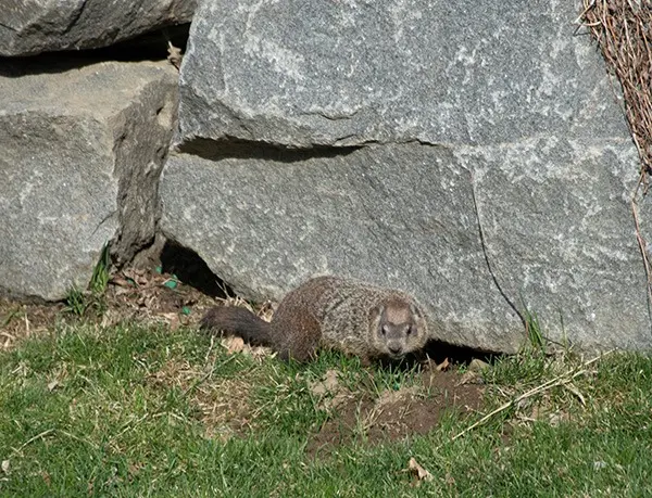 Wildlife Management Services — photo from the business 8