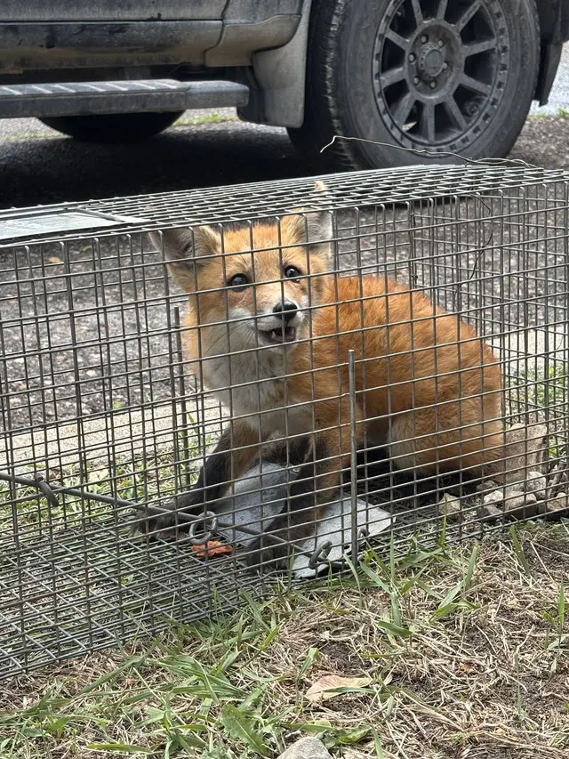 Wildlife Management Services — photo from the business 11