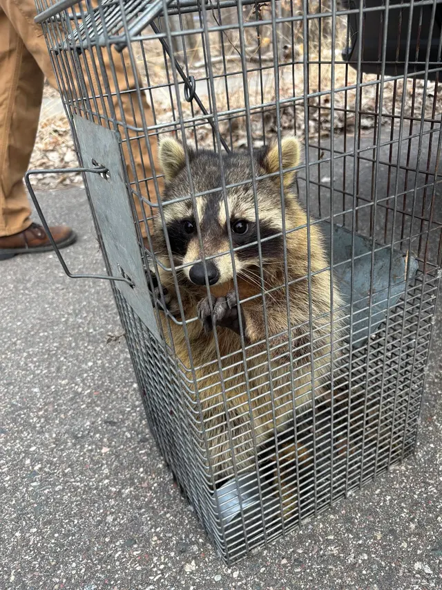 Wildlife Management Services — photo from the business 12
