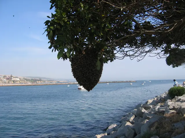 Bee Busters - Orange County Bee Removal Service — photo from the business 4
