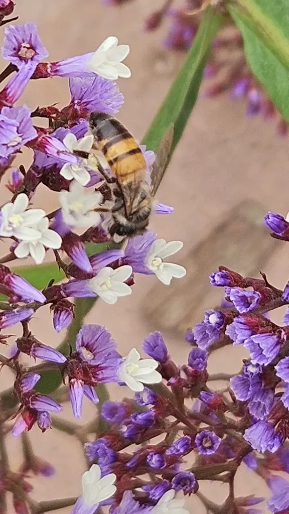 Bee Busters - Orange County Bee Removal Service — photo from the business 7