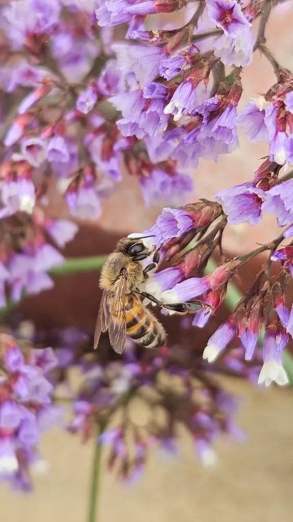 Bee Busters - Orange County Bee Removal Service — photo from the business 2