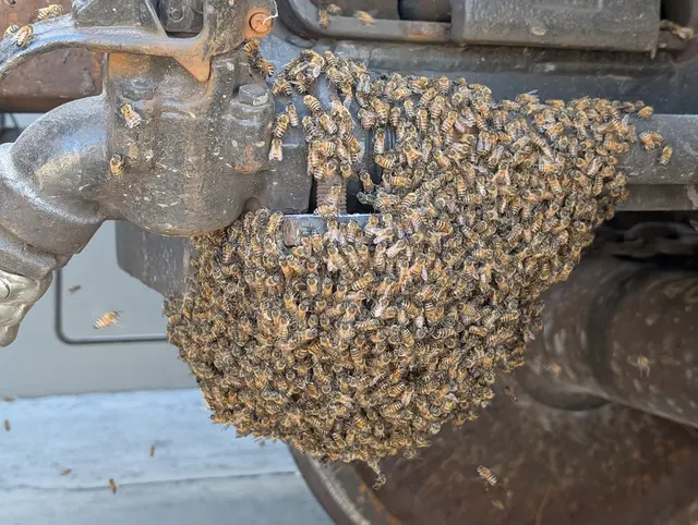 Bee Busters - Orange County Bee Removal Service — photo from the business 9