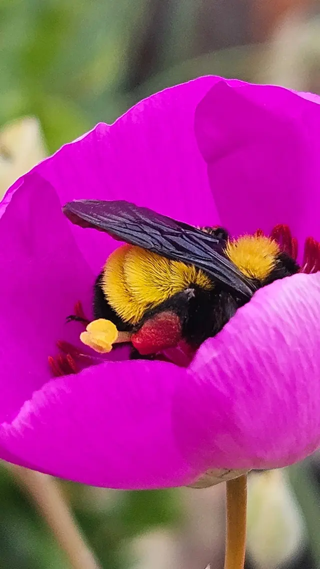 Bee Busters - Orange County Bee Removal Service — photo from the business 8