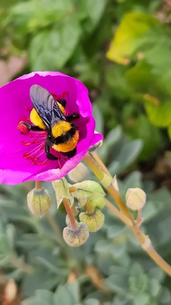 Bee Busters - Orange County Bee Removal Service — photo from the business 3