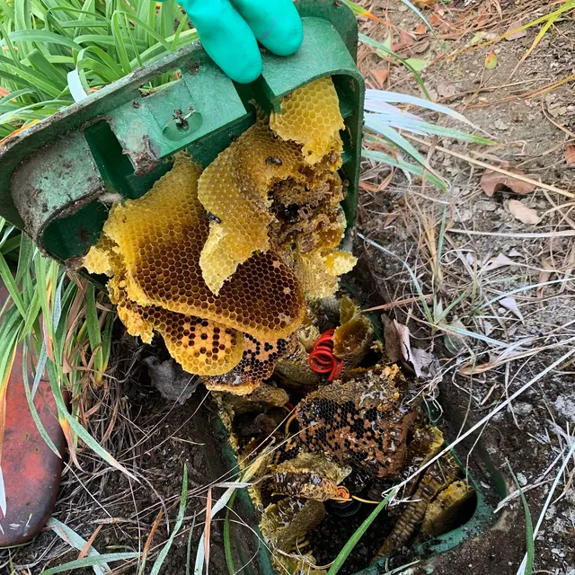 Allure Pest Management — photo from the business 5