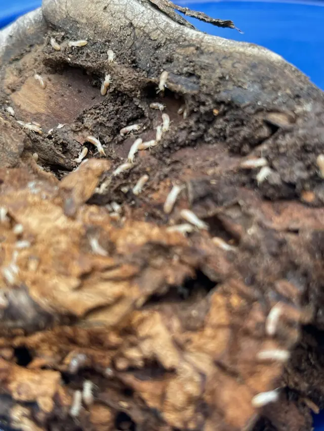 Dash Pest Control — photo from the business 7