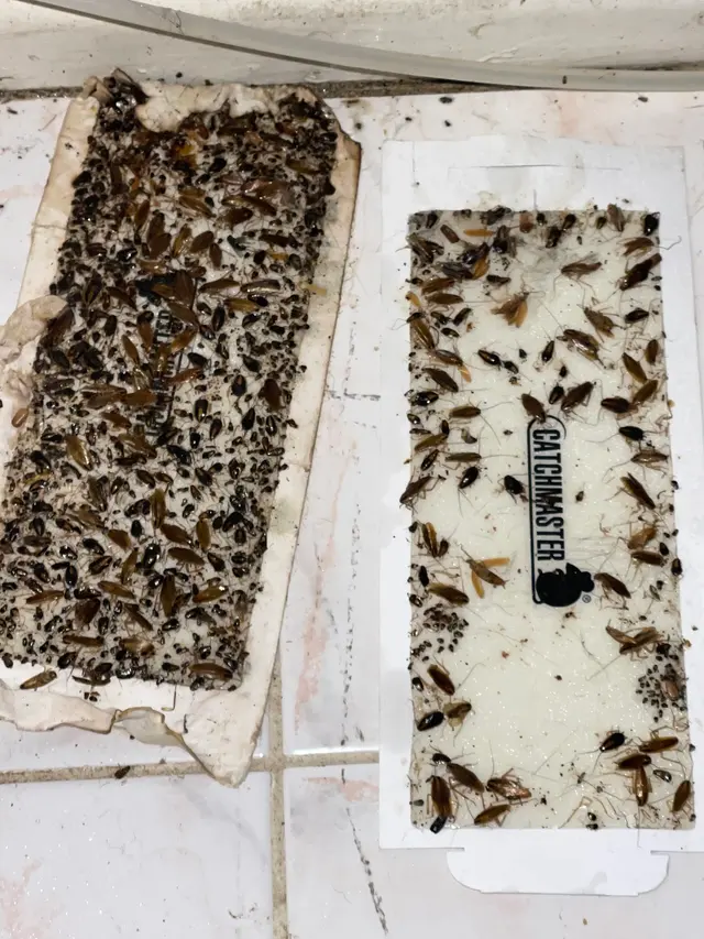 Dash Pest Control — photo from the business 10