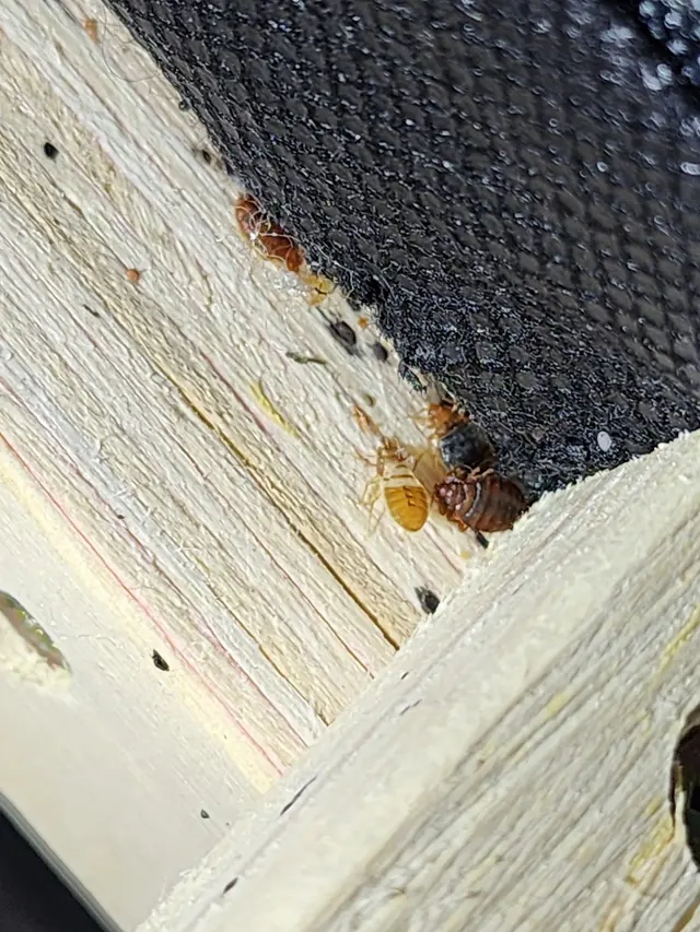 Dash Pest Control — photo from the business 9