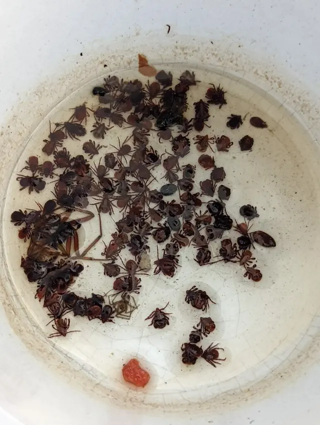 Dash Pest Control — photo from the business 6