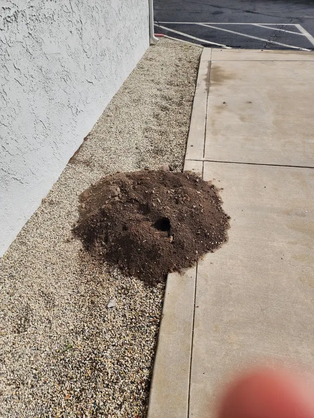 Dash Pest Control — photo from the business 11