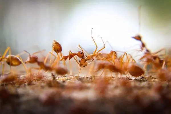 Malang Pest Control — photo from the business 8