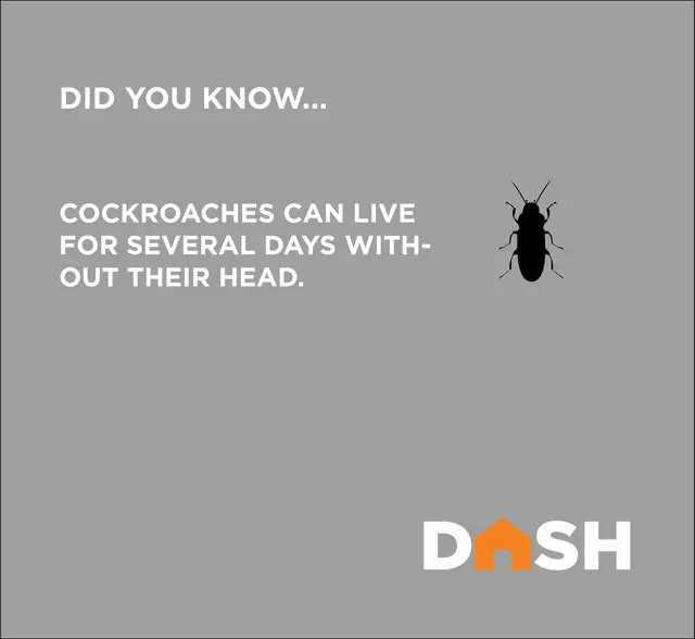 Dash Pest Control — photo from the business 10