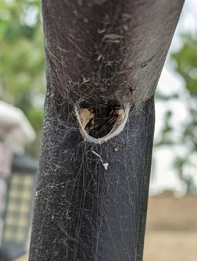 Dash Pest Control — photo from the business 9