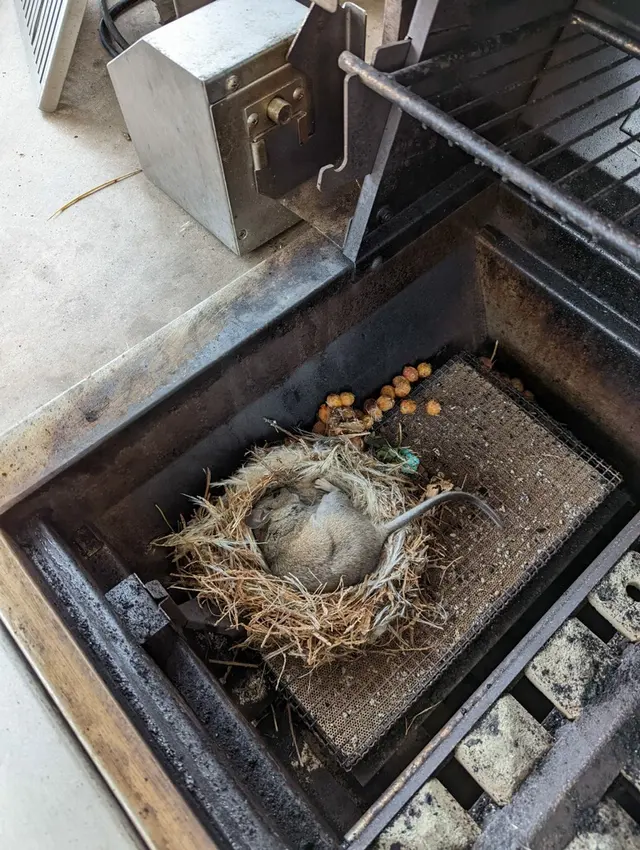 Dash Pest Control — photo from the business 8