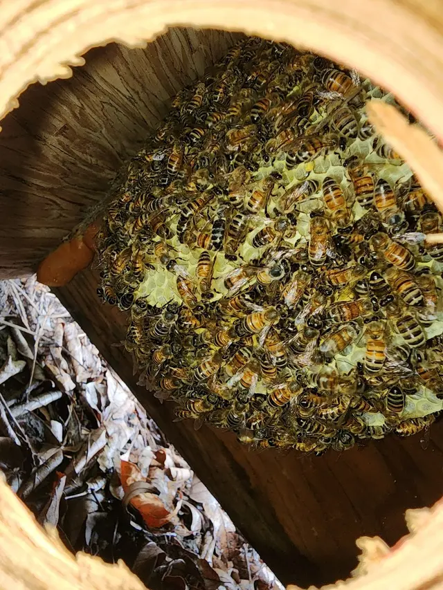 Dash Pest Control — photo from the business 6