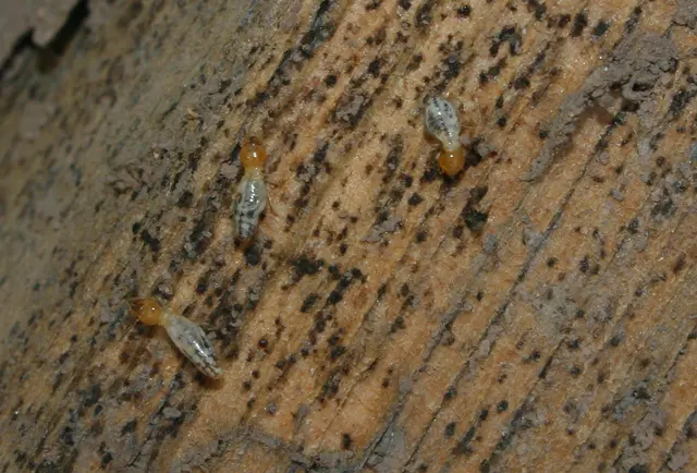 Old Towne Termite and Pest Control — photo from the business 10