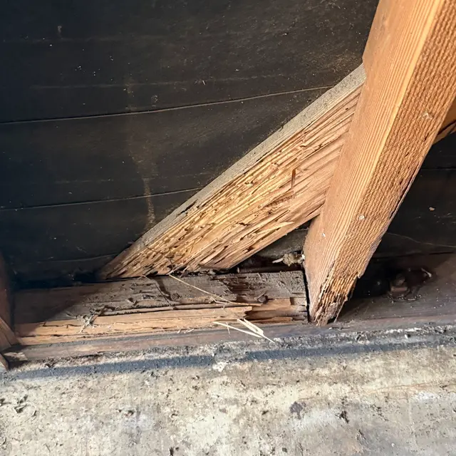Old Towne Termite and Pest Control — photo from the business 4