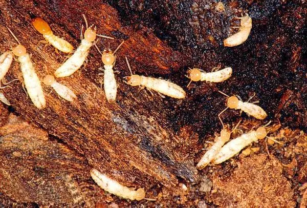 Quantum Termite and Construction, Inc. — photo from the business 3