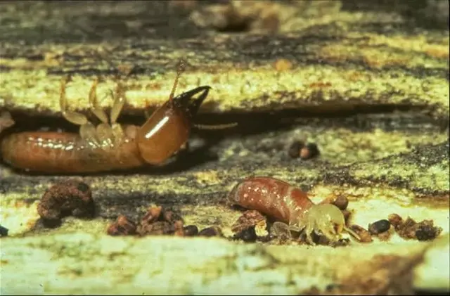 Quantum Termite and Construction, Inc. — photo from the business 5