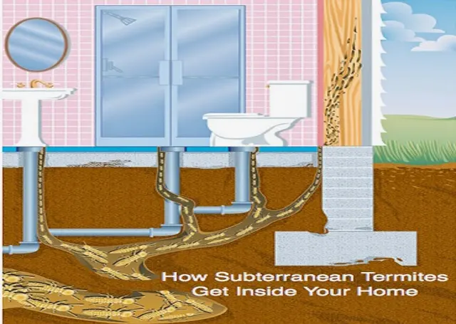 Quantum Termite and Construction, Inc. — photo from the business 11