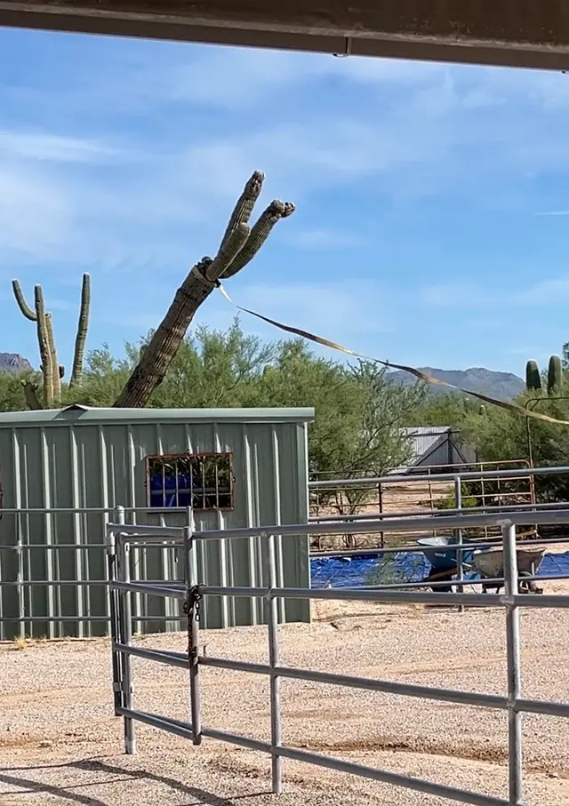Joe's Yard, Tree, & Irrigation — customer photo 7