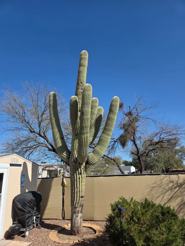 Joe's Yard, Tree, & Irrigation — customer photo 4
