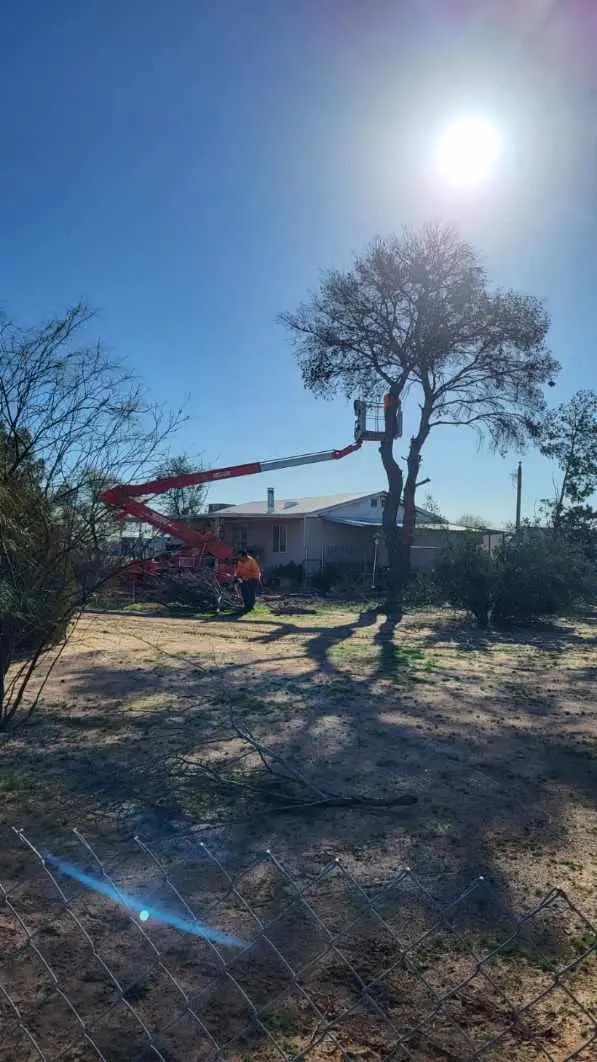 AAA Mammoth Tree & Landscaping — customer photo 12