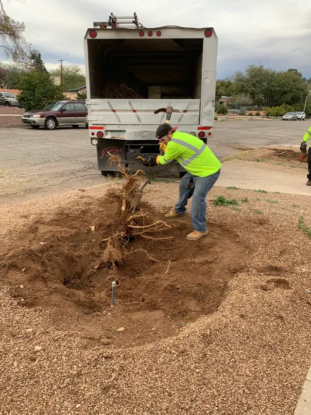 AAA Mammoth Tree & Landscaping — photo from the business 8