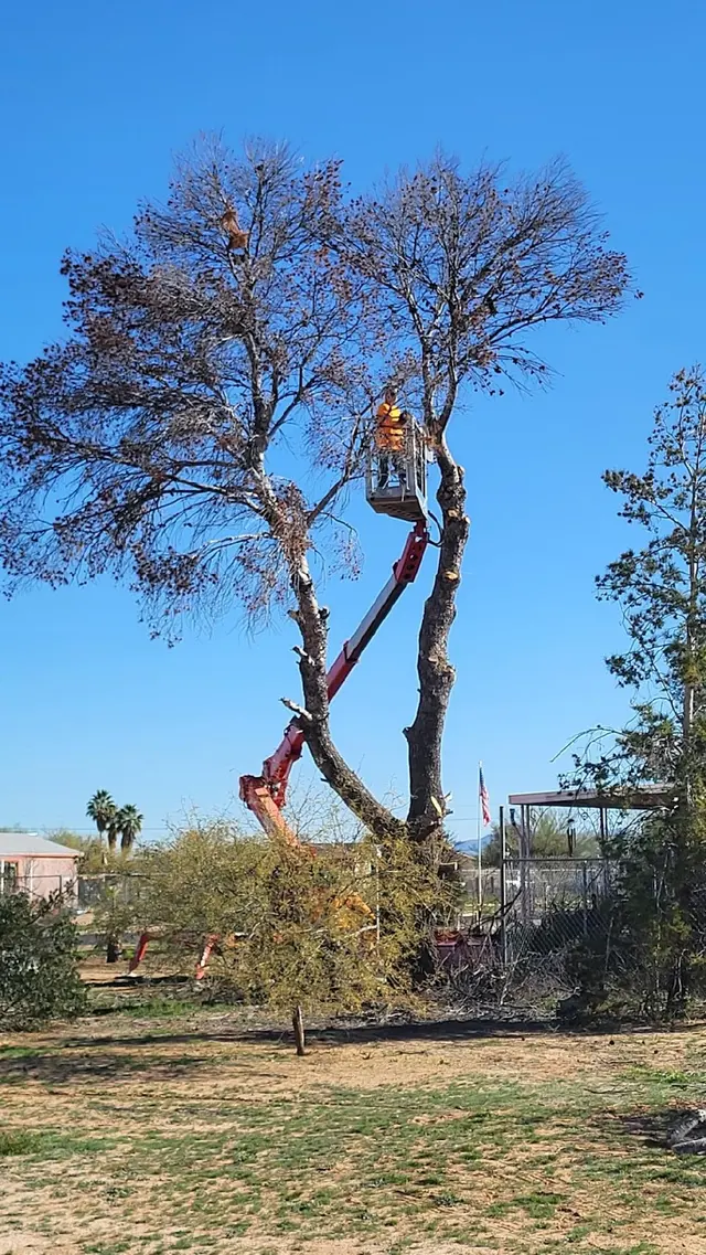 AAA Mammoth Tree & Landscaping — customer photo 3