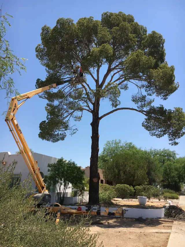 AAA Mammoth Tree & Landscaping — photo from the business 1