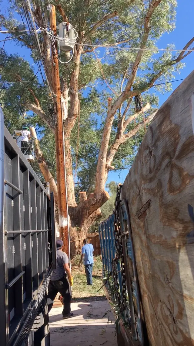 AAA Mammoth Tree & Landscaping — photo from the business 9