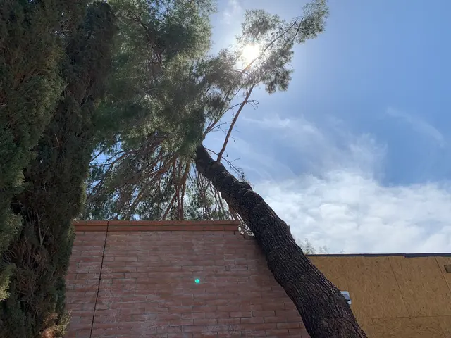 AAA Mammoth Tree & Landscaping — photo from the business 11