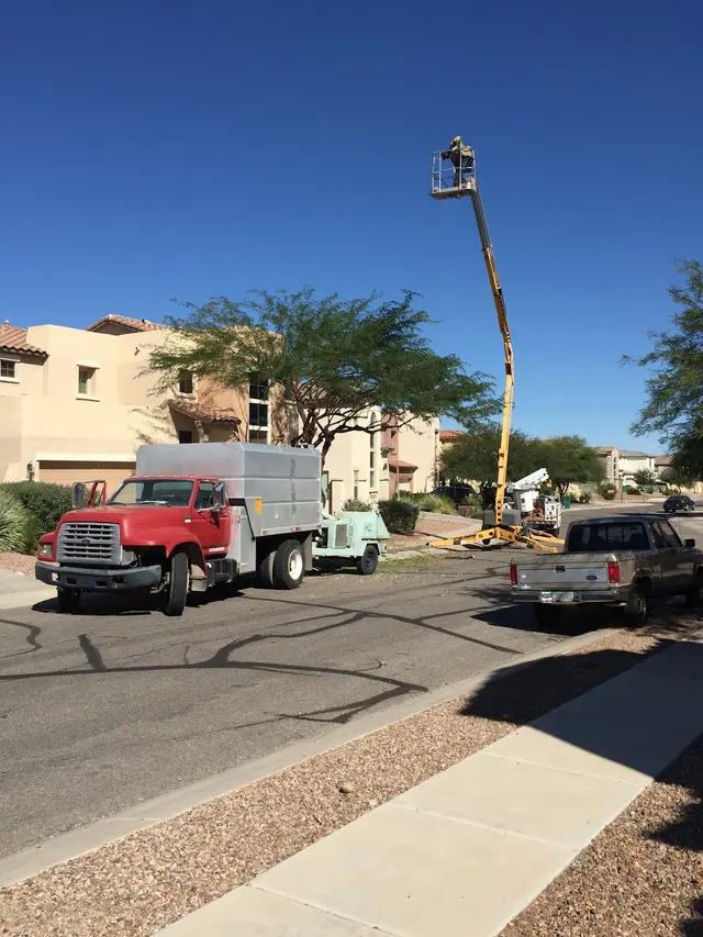 AAA Mammoth Tree & Landscaping — photo from the business 2