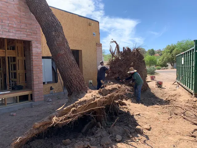 AAA Mammoth Tree & Landscaping — photo from the business 10