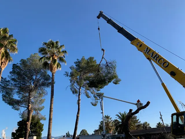 AAA Mammoth Tree & Landscaping — photo from the business 4