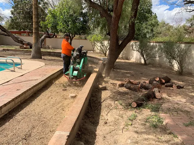 AAA Mammoth Tree & Landscaping — photo from the business 5