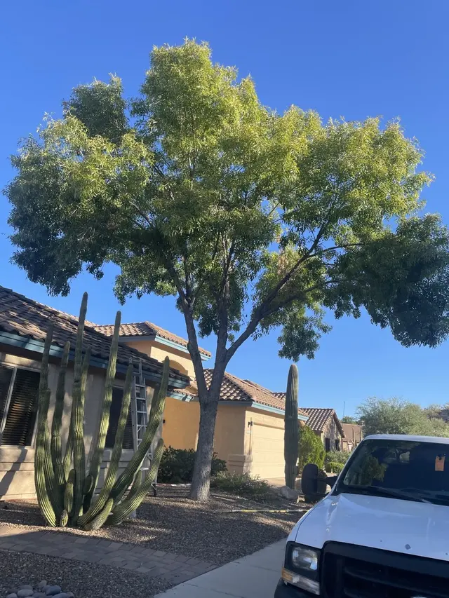 Arizona Sunset Landscaping — photo from the business 9